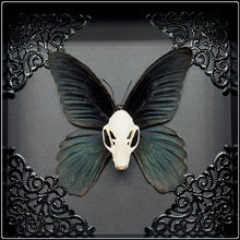Load image into Gallery viewer, Skull with Butterfly Wings in Frame
