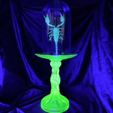 Load image into Gallery viewer, Javanimetrus cyaneus in Uranium Glass Display
