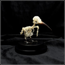 Load image into Gallery viewer, Blue Tailed Bee Eater Articulated Skeleton
