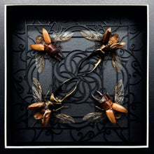 Load image into Gallery viewer, Quatro of Beetles Shadow Box Frame
