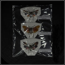 Load image into Gallery viewer, Preserved Specimen Pack - Planthoppers
