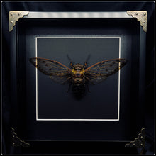 Load image into Gallery viewer, Giant 6 O’clock Cicada in Shadow Box
