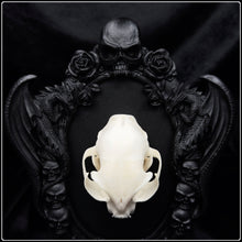 Load image into Gallery viewer, Domestic Cat Skull on Nosferatu Frame
