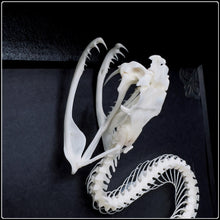 Load image into Gallery viewer, Celtic Style Viper Skeleton
