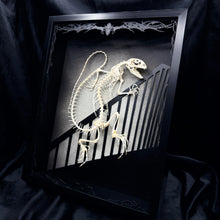 Load image into Gallery viewer, Nosferatu Lacerta Agama Shadow Box Frame
