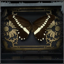 Load image into Gallery viewer, Papilio Iiomedon Gold/Black Antiquity Frame
