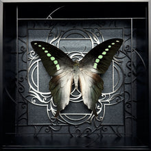 Load image into Gallery viewer, Graphium Codrus Shadow Box Frame
