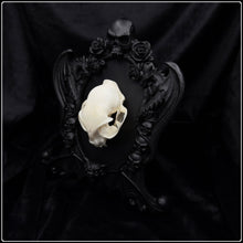 Load image into Gallery viewer, Domestic Cat Skull on Nosferatu Frame
