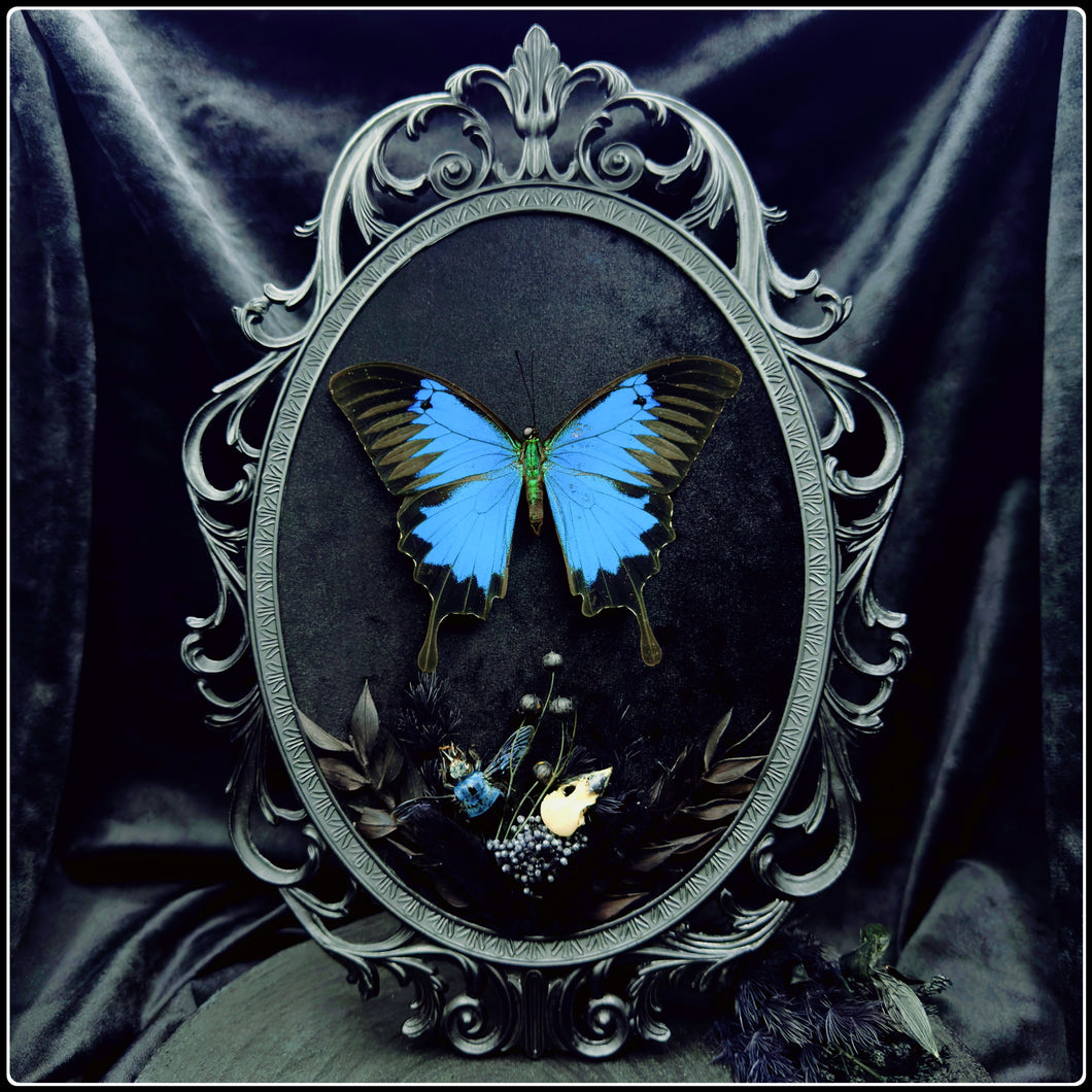 Papilio Ulysses, Blue Carpenter Bee and Bird Skull in Antique Frame