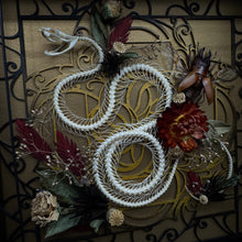 Load image into Gallery viewer, Rolling White Lipped Viper Skeleton Shadow Box
