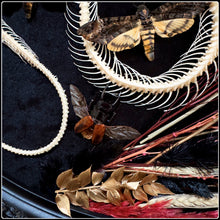 Load image into Gallery viewer, Snake Skeleton &amp; Death’s Head Moths in Antique Frame
