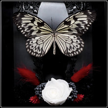 Load image into Gallery viewer, Linnaeus’ idea Butterfly with Coffin and Botanicals
