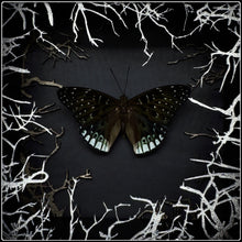 Load image into Gallery viewer, Dicchoragia ninus Wildwood Frame
