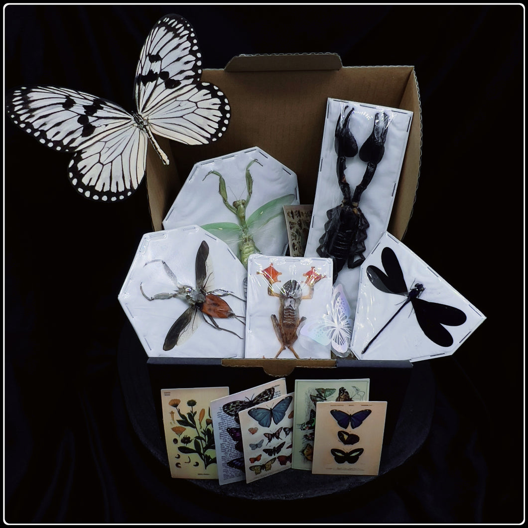 Mini Bug Box - Preserved Specimen Gift Set