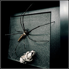 Load image into Gallery viewer, Golden Orb Weaving Spider on Preserved Web
