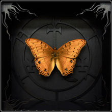 Load image into Gallery viewer, Vindula arsinoe Lilith Sigil Frame
