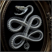 Load image into Gallery viewer, Viper Skeleton on Gothic Style Frame - Gold
