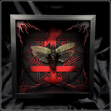 Load image into Gallery viewer, Aularches punctatus Exaltus Frame
