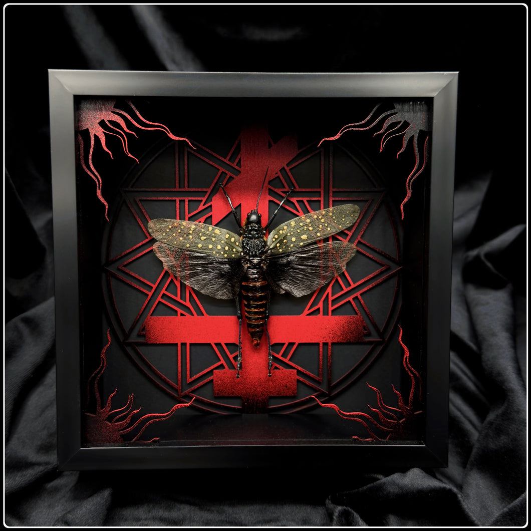 Aularches punctatus Exaltus Frame