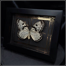 Load image into Gallery viewer, Idea idea Butterfly In Shadow Box Frame
