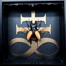 Load image into Gallery viewer, Odontolabis ludekingi Shadow Box Frame
