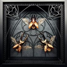 Load image into Gallery viewer, Beetle Trio Shadow Box Frame
