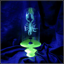 Load image into Gallery viewer, Heterometrus cyaneus in Uranium Glass Display
