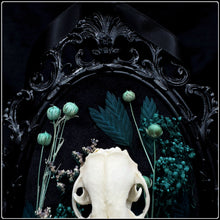 Load image into Gallery viewer, Erinaceinae Skull on Antique Frame
