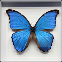 Load image into Gallery viewer, Morpho amathonte Butterfly Frame
