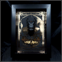 Load image into Gallery viewer, Acherontia styx &amp; Dorcus titanus duo Shadow Box Frame
