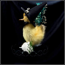 Load image into Gallery viewer, Witch Duckling - ‘Clarice’
