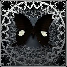 Load image into Gallery viewer, Papilio sataspes Sanctum Frame
