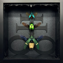 Load image into Gallery viewer, Beetle Trio Shadow Box Frame
