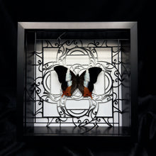 Load image into Gallery viewer, Palla Violinitens Shadow Box Frame
