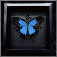 Load image into Gallery viewer, Papilio Ulysses Ulysses Butterfly Frame
