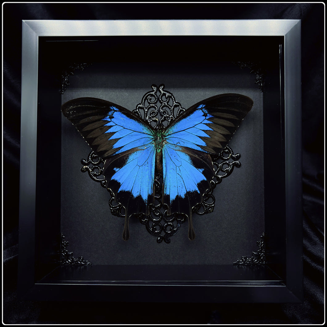 Papilio Ulysses Ulysses Butterfly Frame