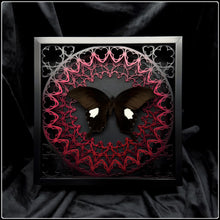Load image into Gallery viewer, Papilio Sataspes Sanctum Frame
