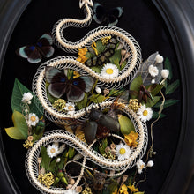 Load image into Gallery viewer, Pytas korros Skeleton in Antique Convex Glass Frame
