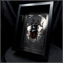 Load image into Gallery viewer, Hexarthrius parryi paradox Beetle Frame
