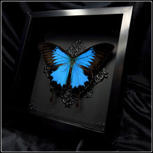 Load image into Gallery viewer, Papilio Ulysses Ulysses Butterfly Frame

