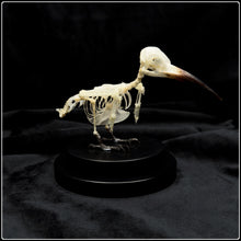 Load image into Gallery viewer, Blue Tailed Bee Eater Articulated Skeleton
