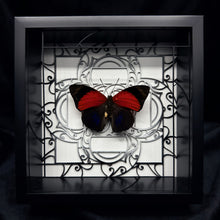 Load image into Gallery viewer, Agrias claudina lugens Shadow Box Frame
