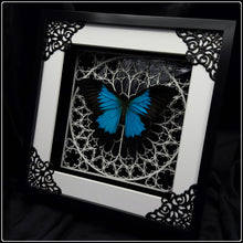 Load image into Gallery viewer, Papilio ulysses White Sanctum Frame
