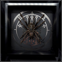 Load image into Gallery viewer, Tarantula and Sigil of Astaroth
