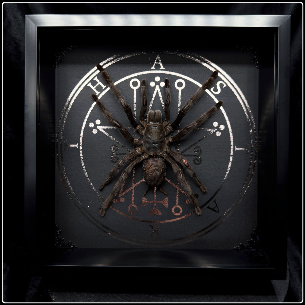 Tarantula and Sigil of Astaroth