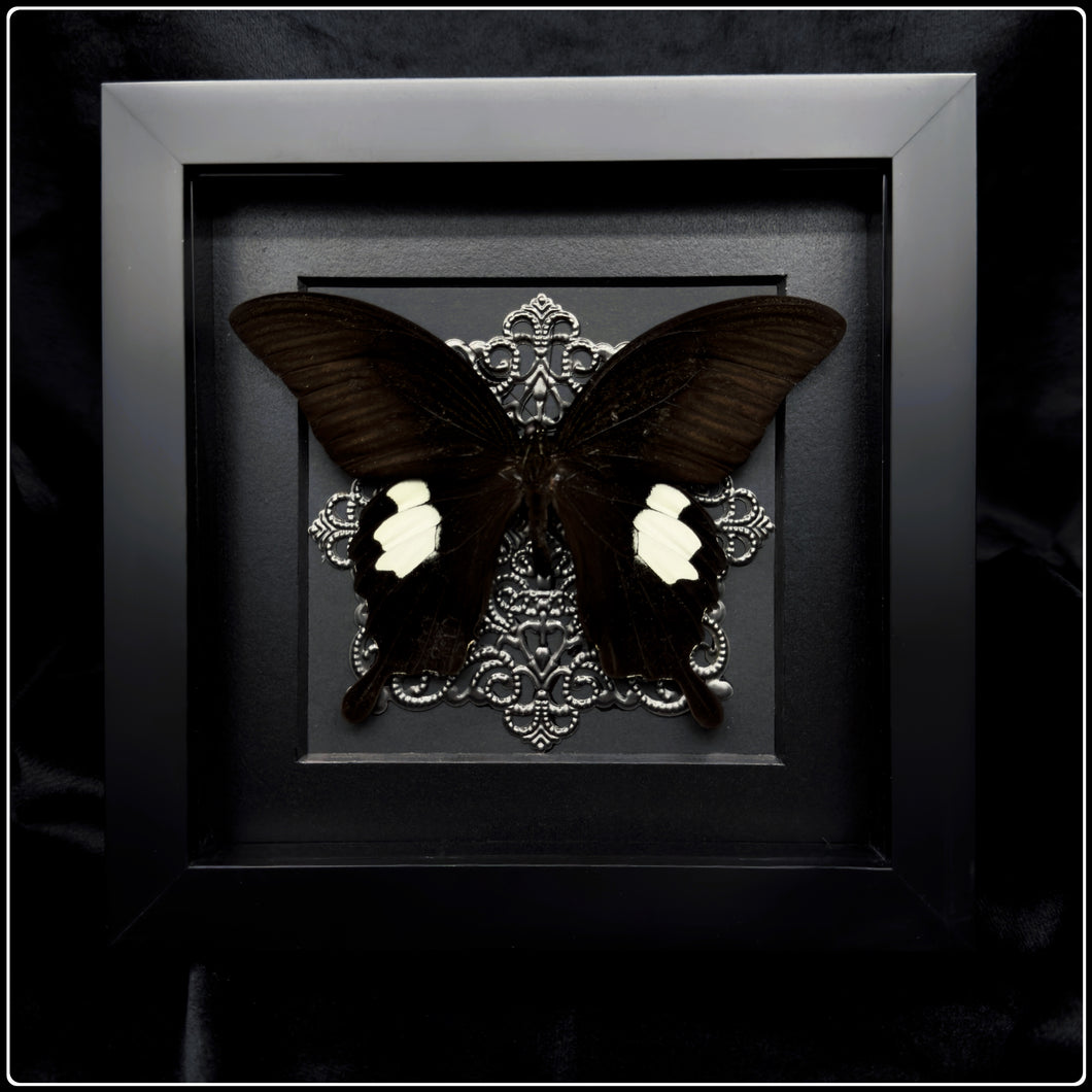 Papilio Sataspes Butterfly Frame