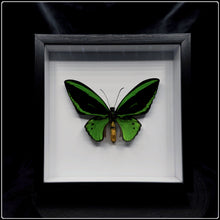 Load image into Gallery viewer, Ornithoptera priamus Poseidon Butterfly Frame - Male

