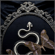 Load image into Gallery viewer, Snake Skeleton &amp; Samia insularis Moths in Antique Frame
