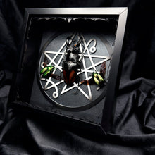 Load image into Gallery viewer, Beetle Trio Shadow Box Frame
