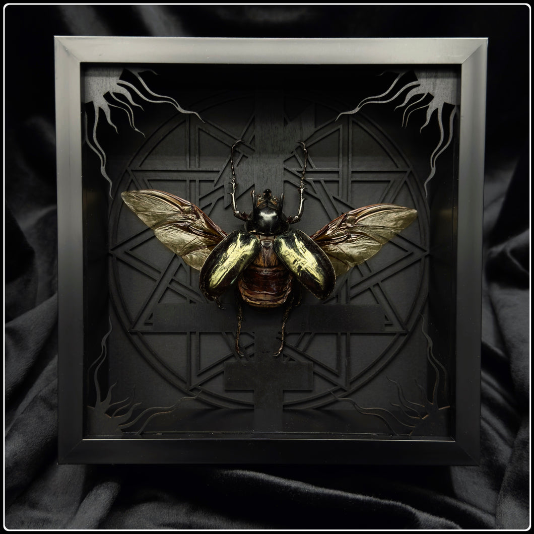 Chalcosoma atlas Heptogram Frame